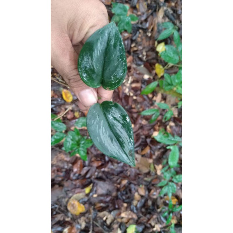 scindapsus susu  treubii moon light dan scindapsus Jade satin