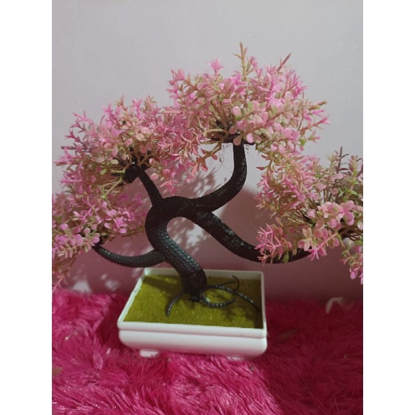 BUNGA BONSAI