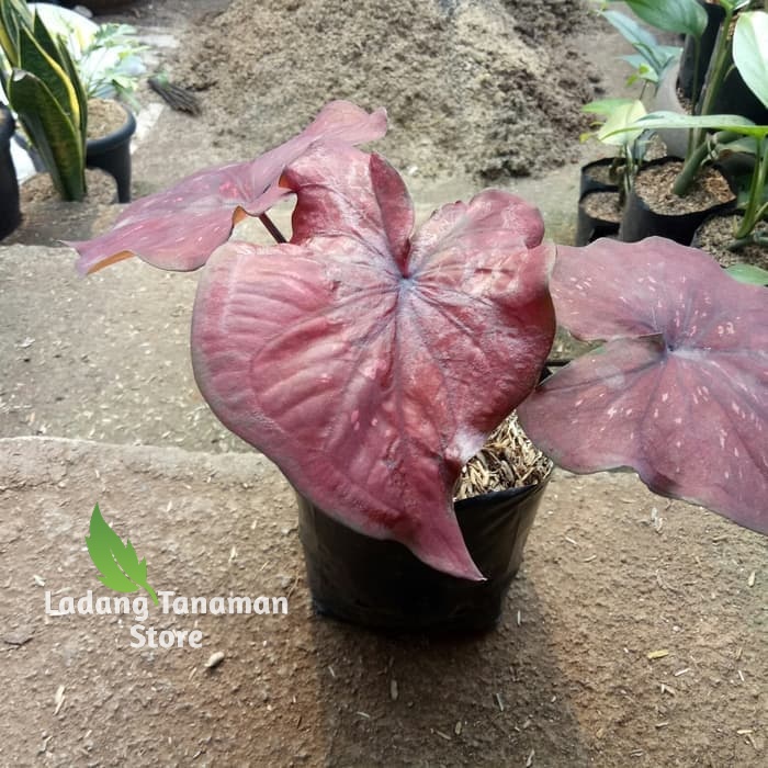 Tanaman Hias Keladi Merah Maroon - Caladium Merah