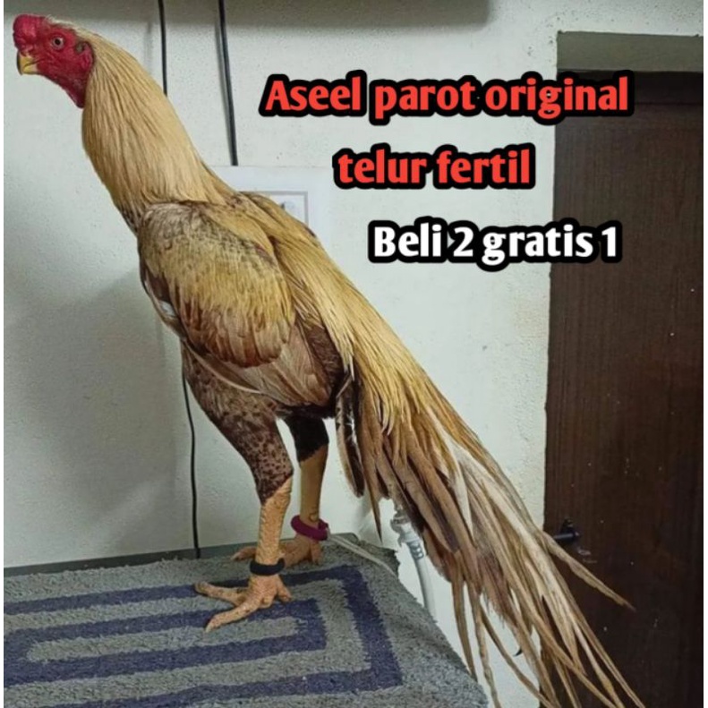 telur ayam bangkok aseel parot