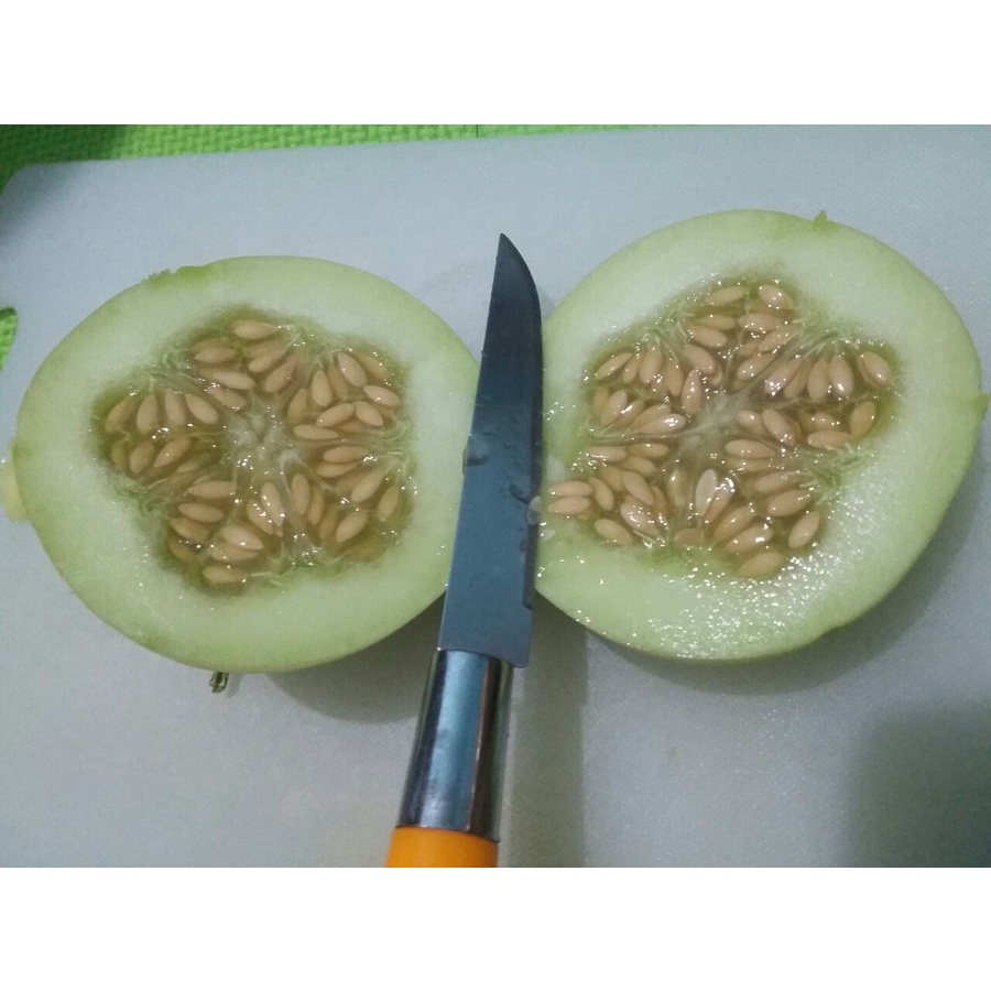 Benih Bibit Biji - Melon Apel Silver Light Hibrida F1 (Kecil, Manis, dan Harum) Seeds - Panen Dalam 60 Hari