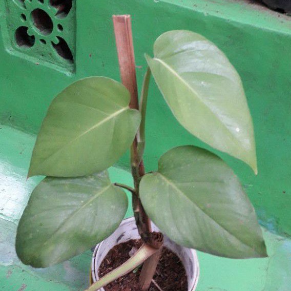 sirih gading hijau jumbo