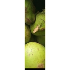 

Kelapa Ijo Bulat Utuh
