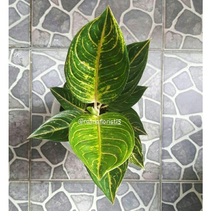 Aglonema Queen of siam