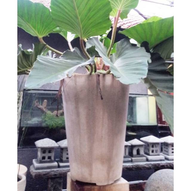  Pot  Besar  Untuk  Tanaman Besar  Bahan Semen Shopee Indonesia