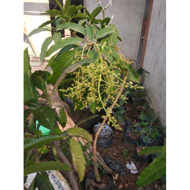 Bibit mangga chokanan berbunga