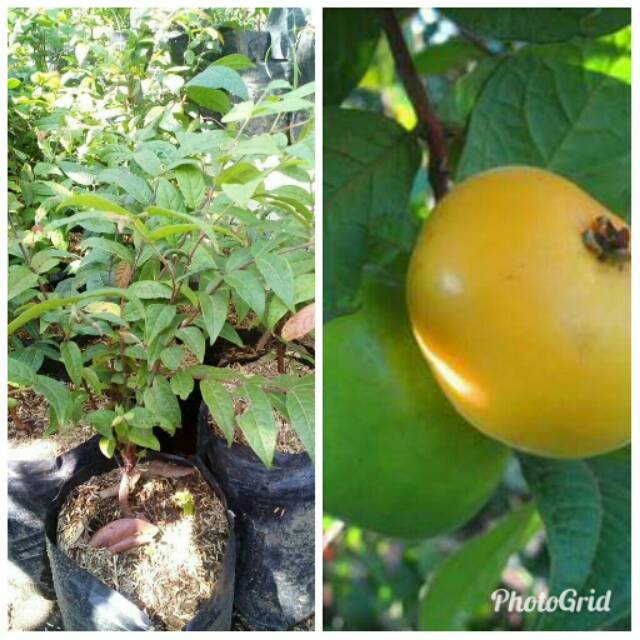 Tanaman Bibit Buah Araza