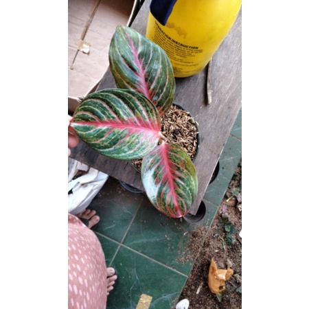 Aglonema red borju REMAJA + POT YOGAP