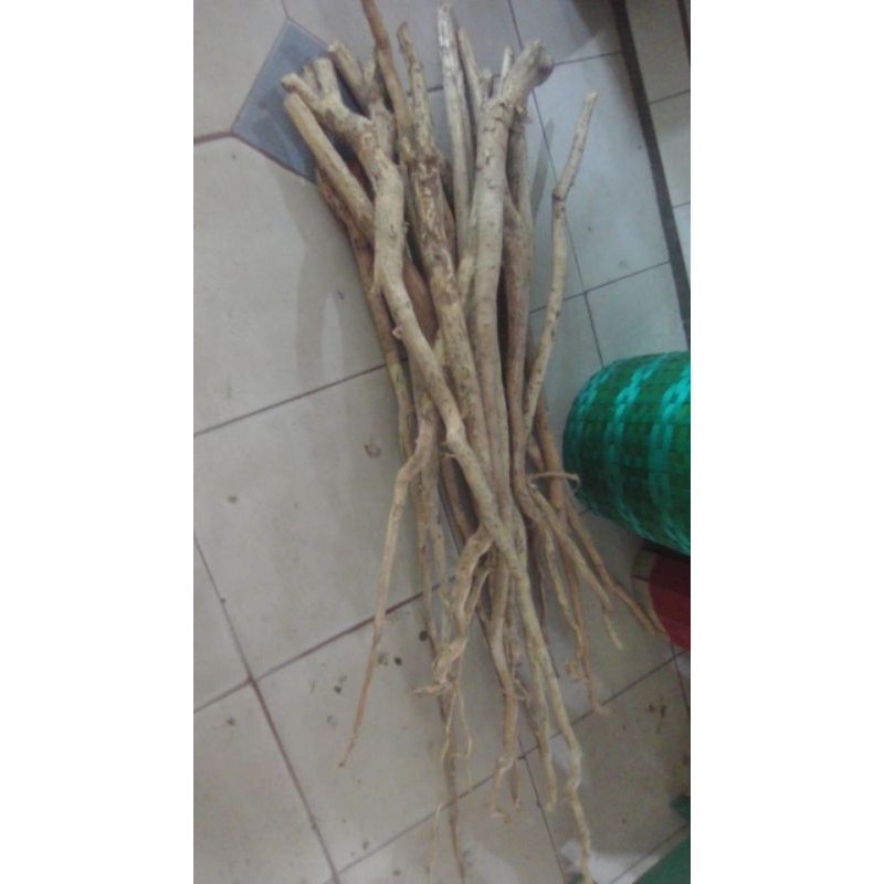 Pasak Bumi Kalimantan