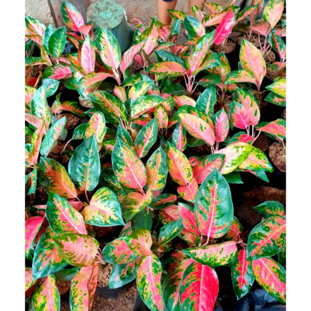  Aglonema  red kochin warna cantik Shopee Indonesia