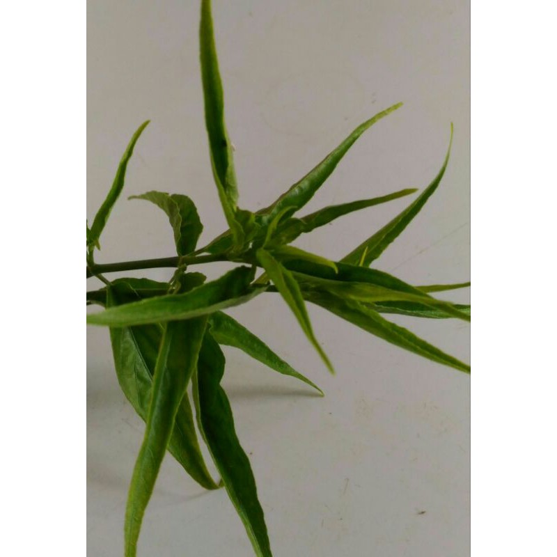 

Daun Belalai Gajah atau Dandang Gendis segar