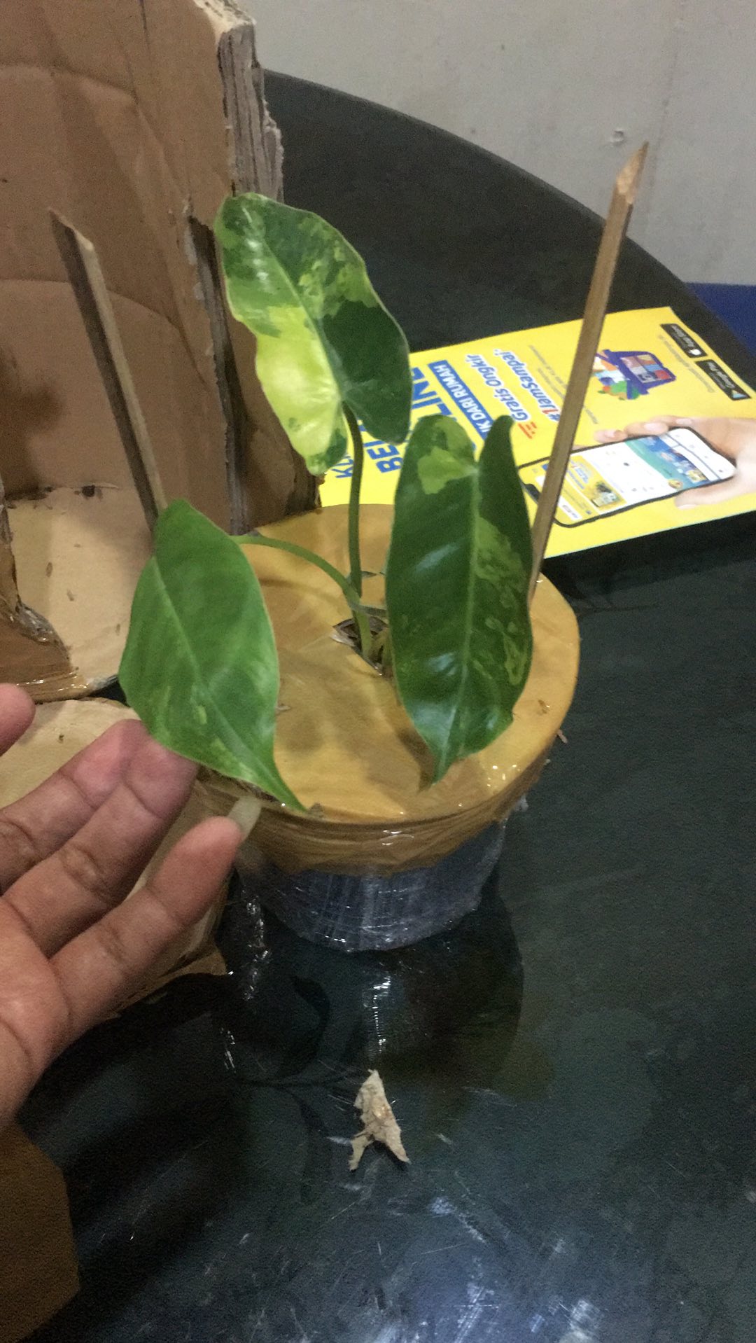 Tanaman Hias Philodendron Burle Marx/brekele Varigata.