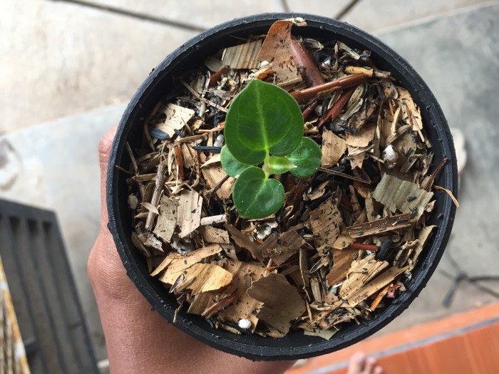 Baby Bibit Kuping Gajah Ori Dorayaki / Anthurium - S