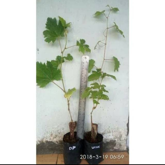 Bibit Anggur Import DUBOVSKI Grafting