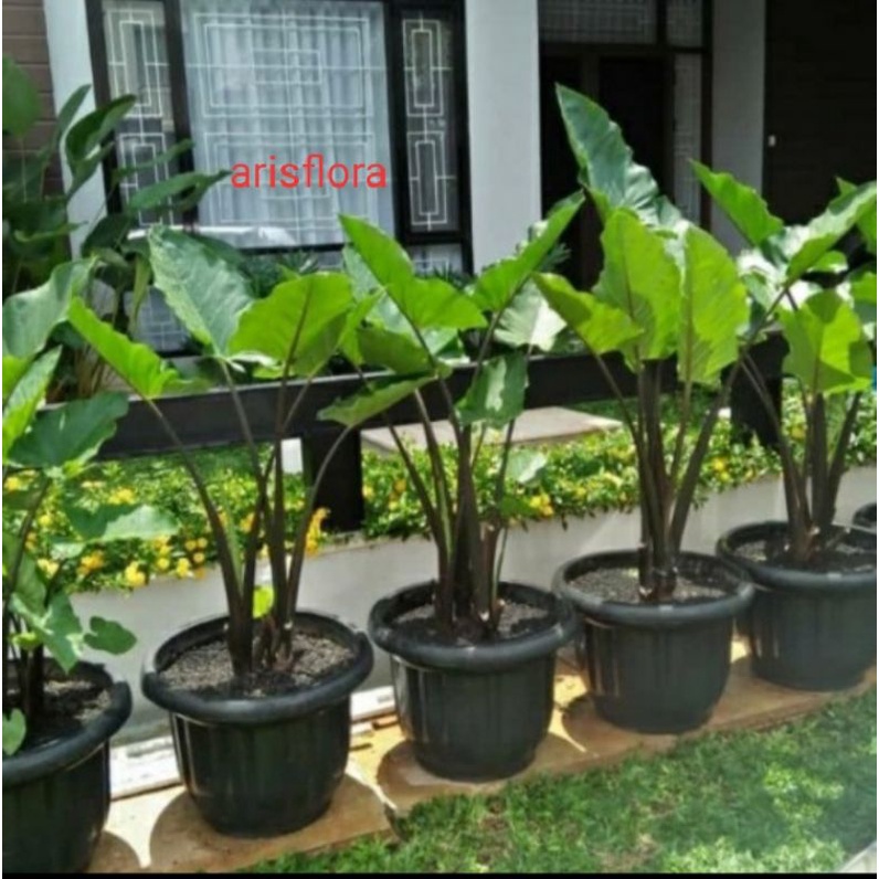 tanaman hias sente hitam ( keladi batang hitam)