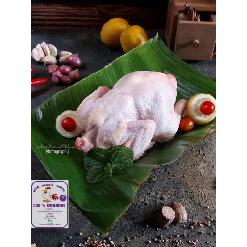 

Ayam organik zentra BESAR