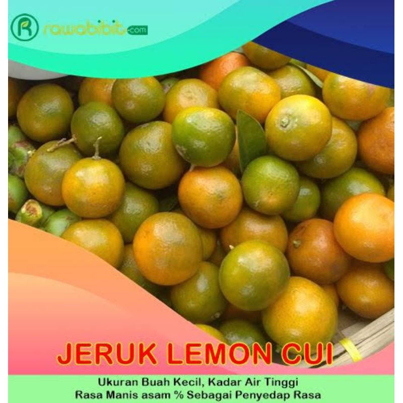 bibit jeruk lemon cui