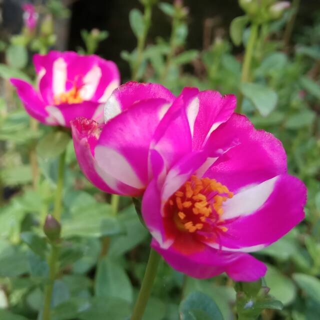 Krokot : Duna Arabela