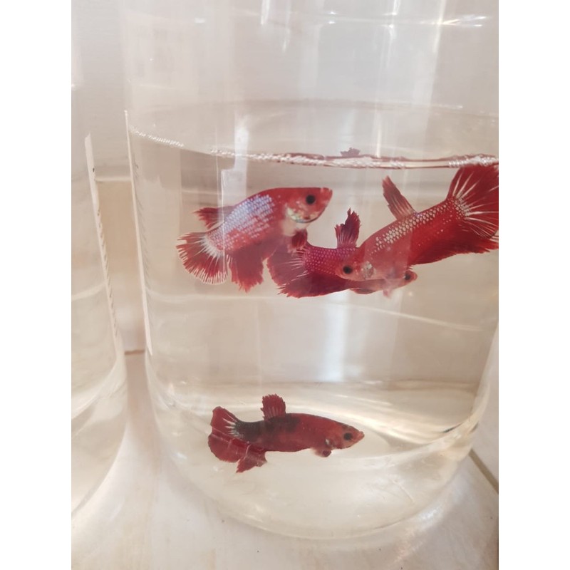 paket usaha ikan cupang