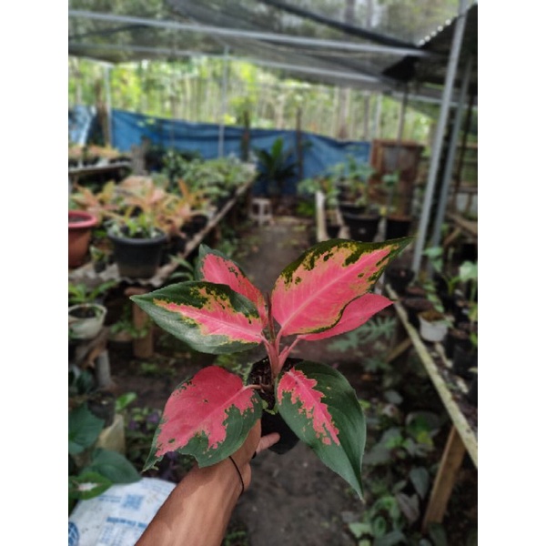 Aglonema kochin red | aglonema red kochin | aglonema paramruay