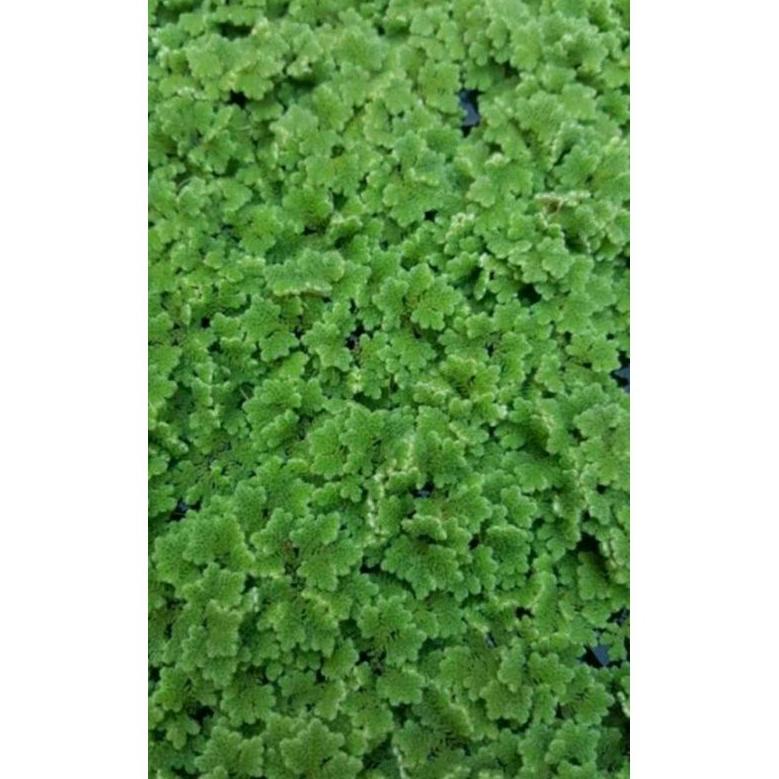 

Ready BIBIT AZOLA 1KG BENIH AZOLLA S41