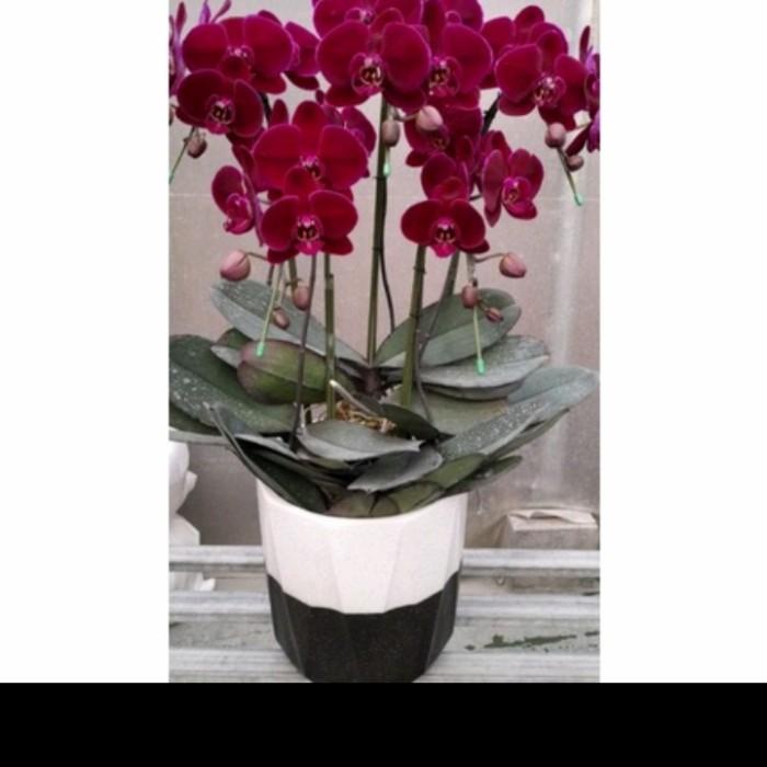 Anggrek Bulan Jumbo Dewasa