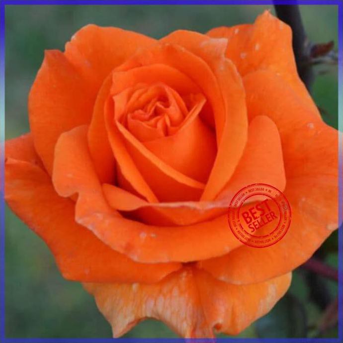 BIBIT TANAMAN BUNGA MAWAR ORANGE IMPORT BENIH BIBIT TANAMAN HIAS