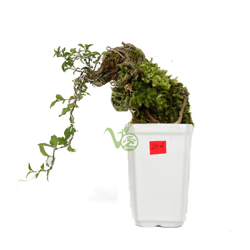 Bonsai Mame Mirten Sakura/Sakura Mikro - 29A