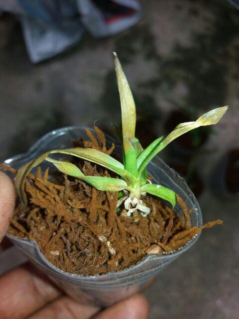 Seedling Vanda
