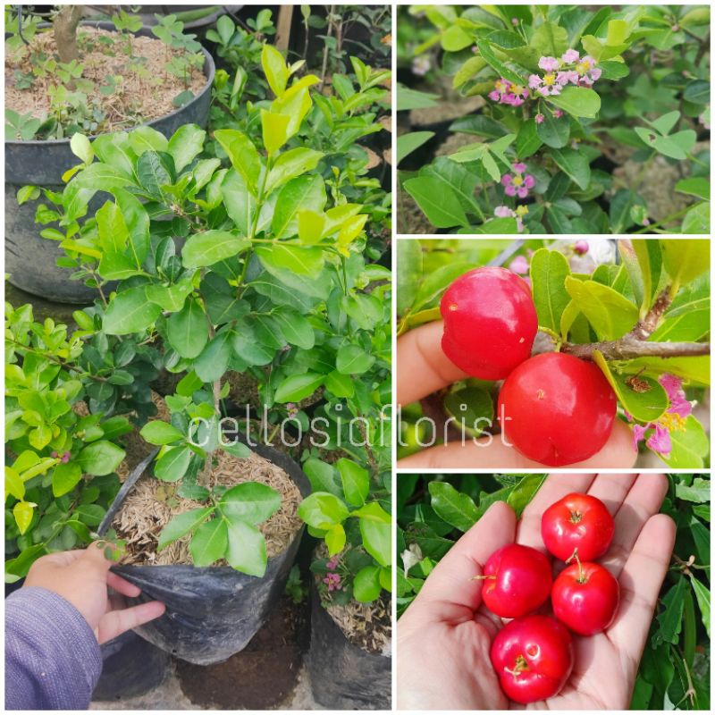 Bibit Tanaman Buah Ceri Barbados / Barbados Cherry