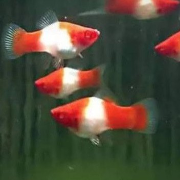platy Santa Claus