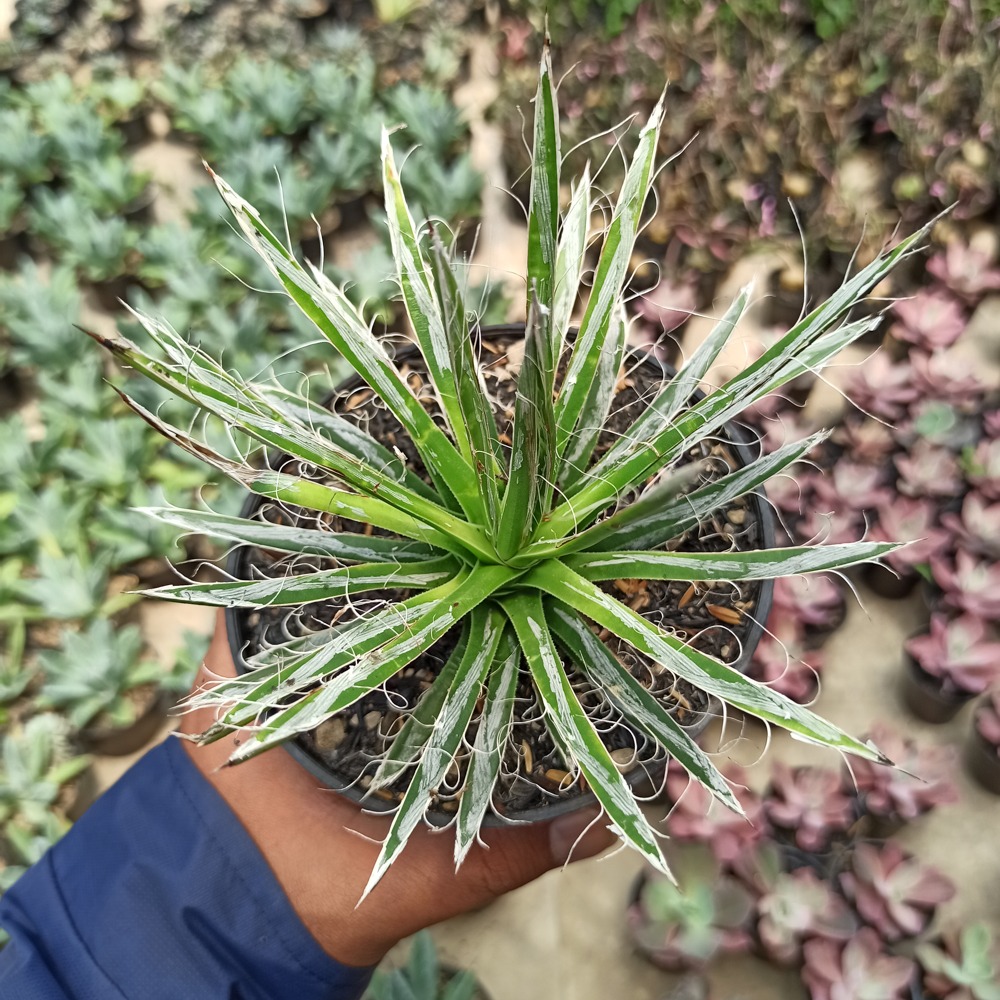Kaktus Sukulen | 082. Agave Filifera