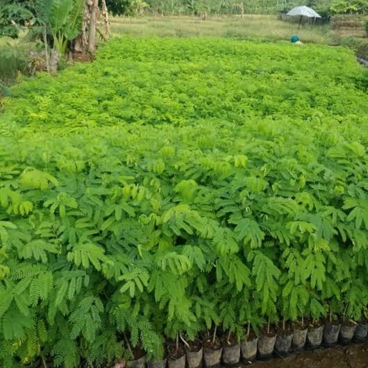 BIBIT POHON SENGON SOLOMON