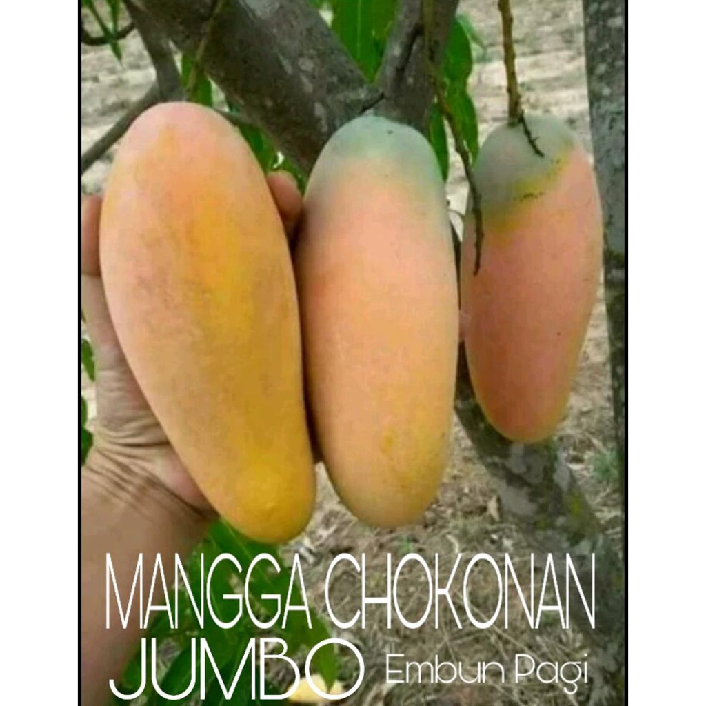 @* BIBIT POHON MANGGA CHOKANAN KW ASLI