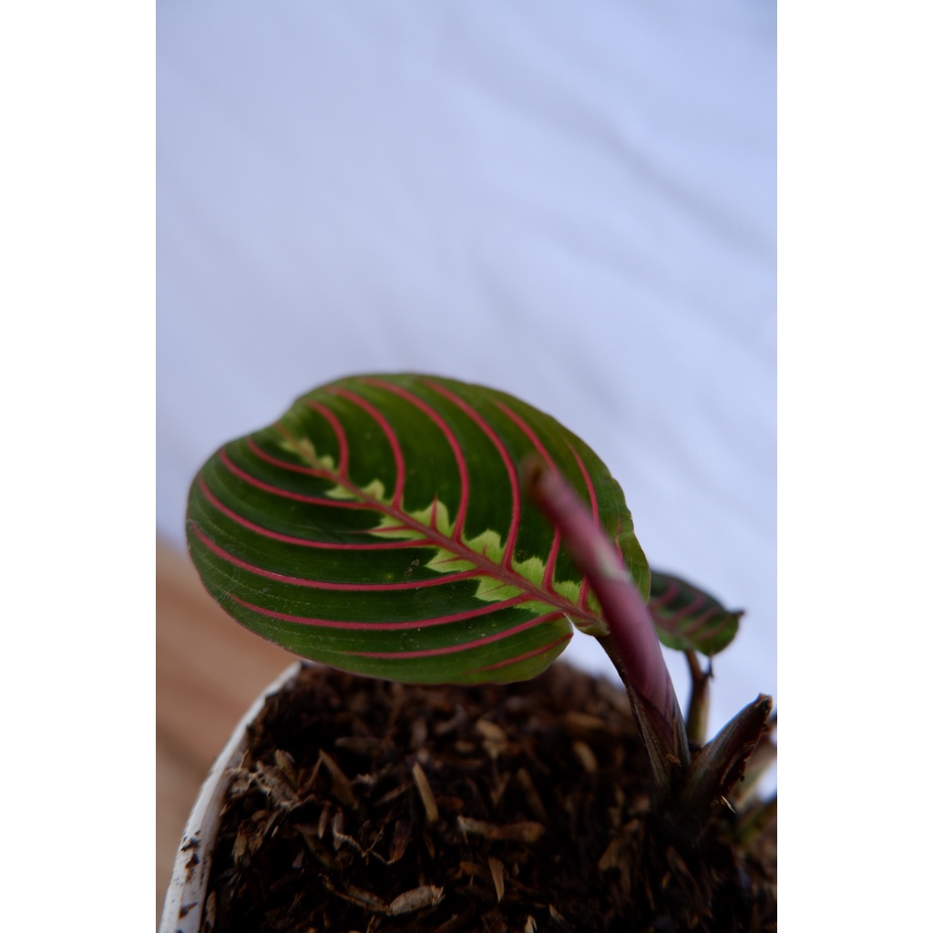 Calathea Kepiting - Tanaman Daun