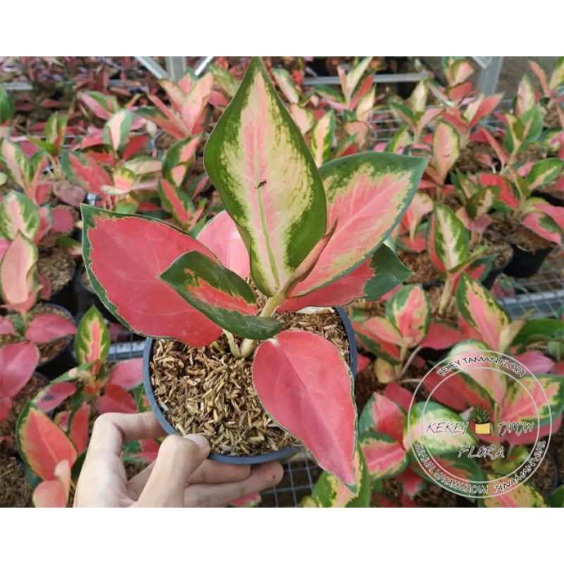 Tanaman Hias Aglonema Red Majesty - Aglonema Red Majesty - Bunga Aglonema