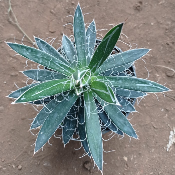 agave filifera KAKTUS SUKULEN TANAMAN HIAS