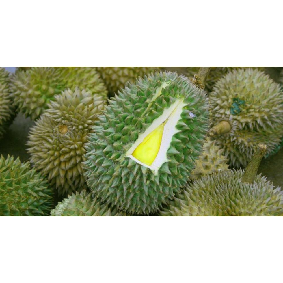 Cod Tanaman Buah Durian Thailand Pulut @_$