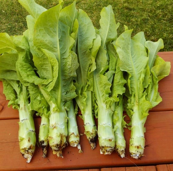 Benih-Bibit Selada Wangi Batang Besar Celtuce Spring Tower (Haira Seed