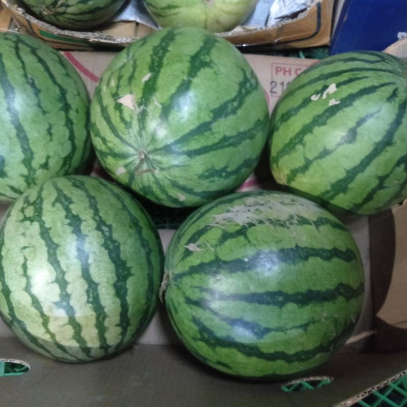 

Semangka Kuning non biji