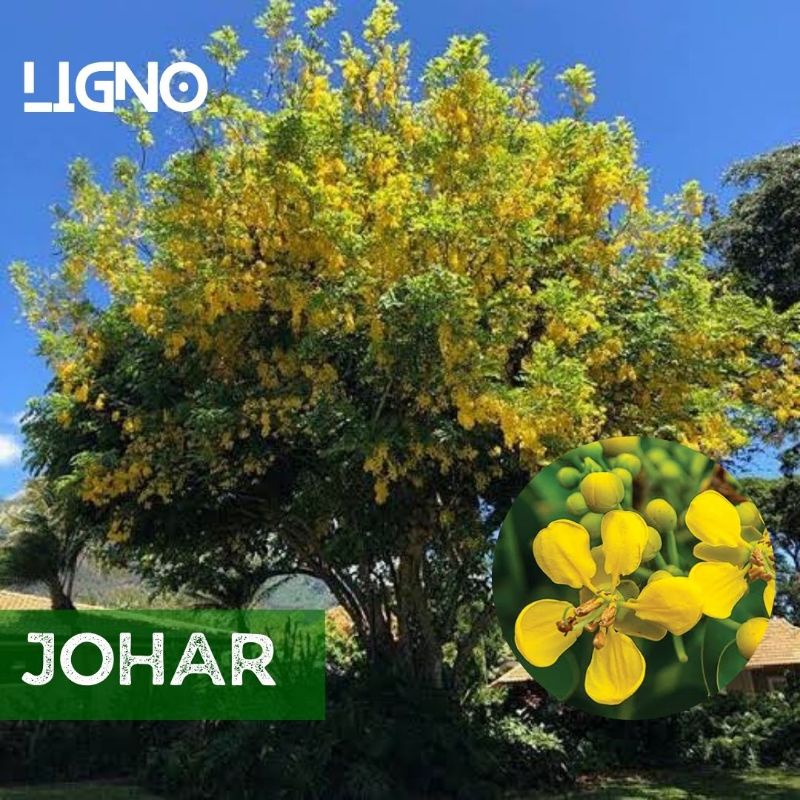 Benih JOHAR (isi-11) Biji Pohon Juwar