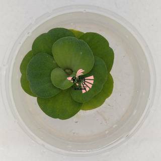 Pistia rosette Apu apu tanaman  air tanaman  apung  kolam 