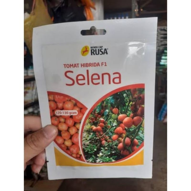 Benih bibit tomat SELENA F1  10 gram