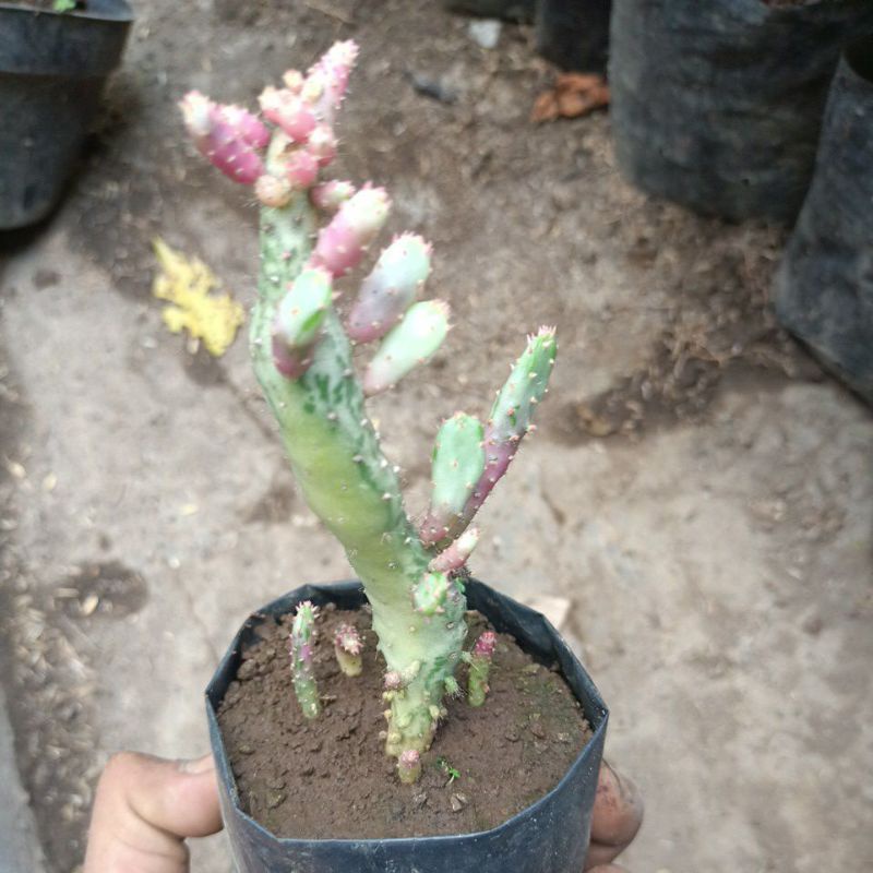 kaktus opuntia varigata