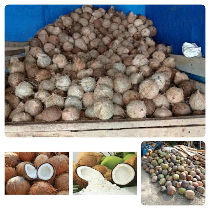 

KELAPA TUA UTUH/FRESH/KELAPA URAP UTUH