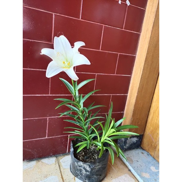 Bunga Easter Lilly Putih - Tanaman Hias