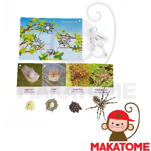 Life Cycle Figurine Siklus Hidup - spider figurin laba laba