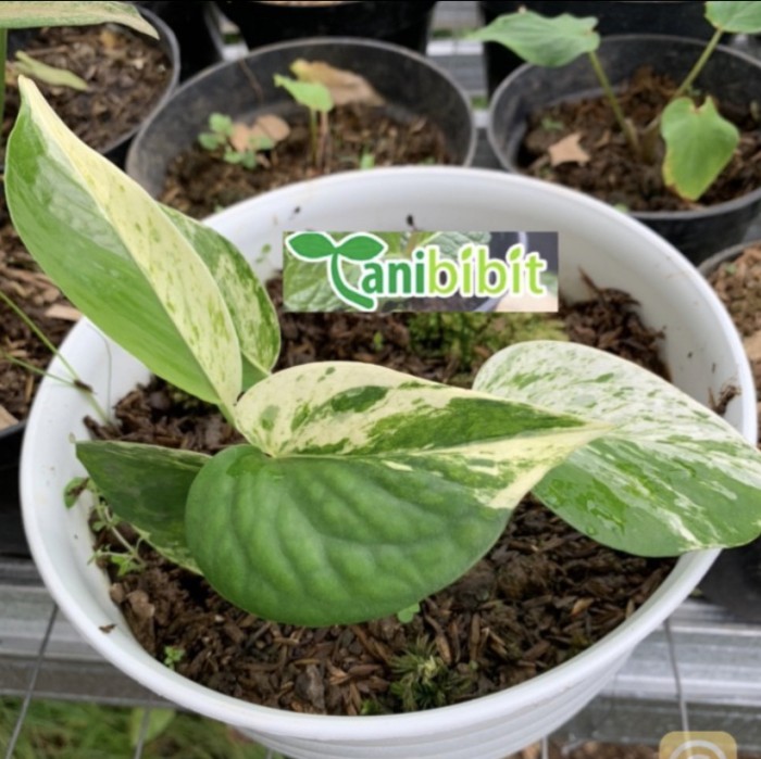 Tanaman hias sirihgading marble queen/epipremnum variegata