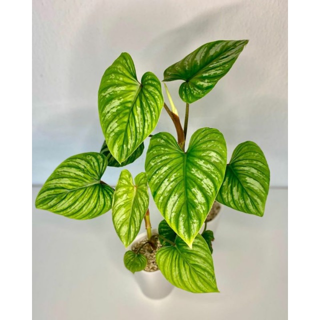 tanaman hias philodendron mamei silver-philodendron mamei