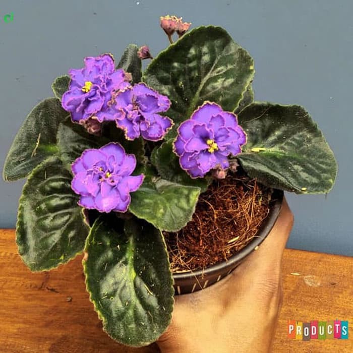  Tanaman  bunga violces ungu African Violet Saintpaulia 